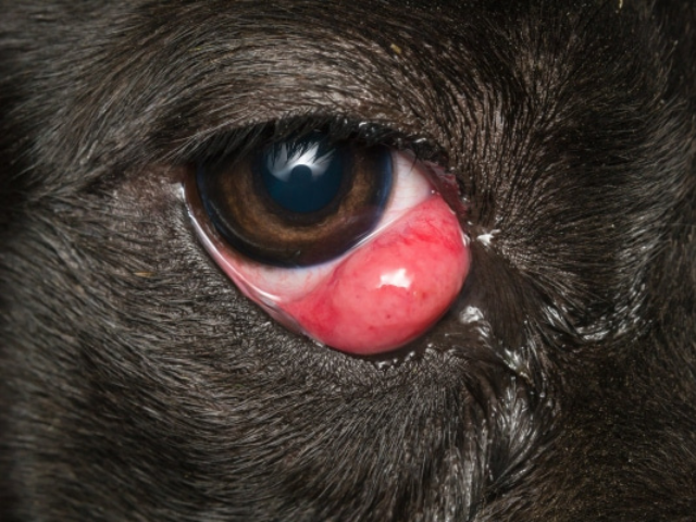 A picture of an animal's eye that is red on the edge. This shows Dry Eye.