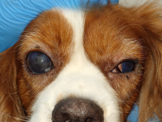 A brown and white dog that has Glaucoma