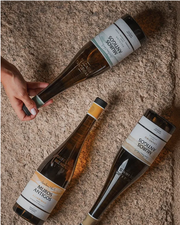 Descubra os nossos vinhos!