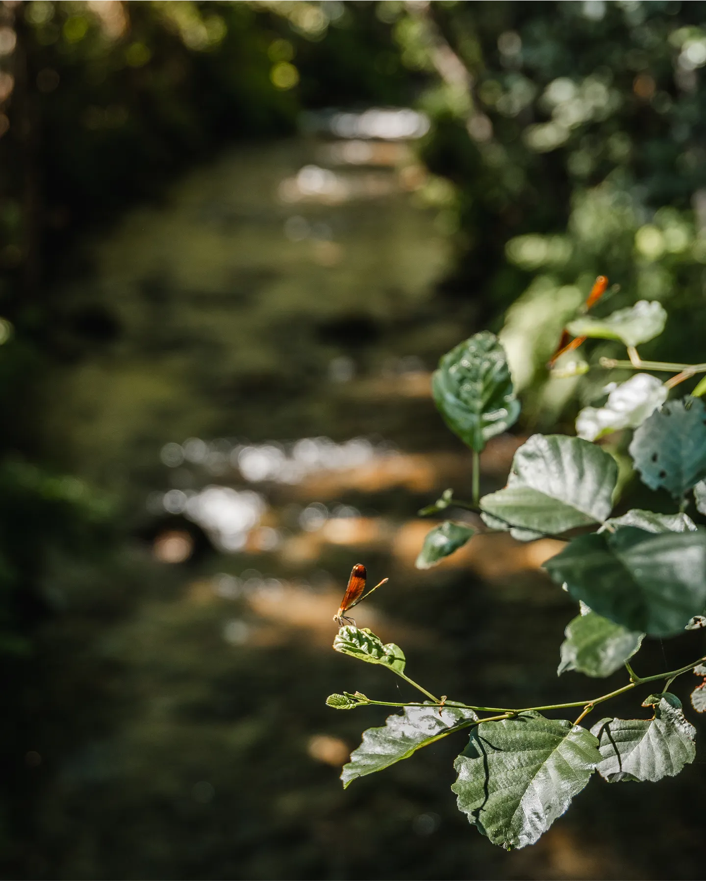 Verde por dentro e por fora