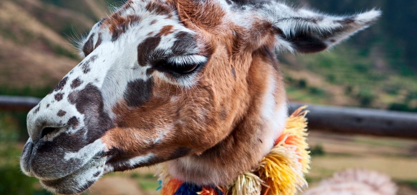 Llama, Perú