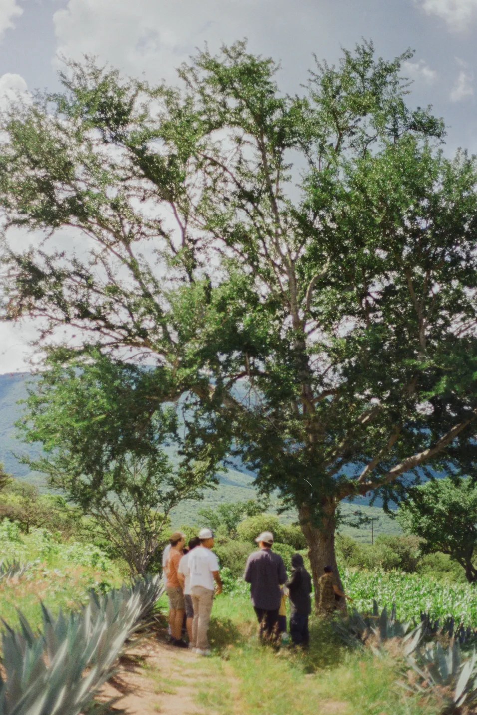 A group of six people standing and talking outdoors near a large tree on a sunny day with green plants and hills in the background.