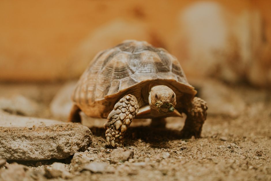 How To Move A Terrarium Pet Safely