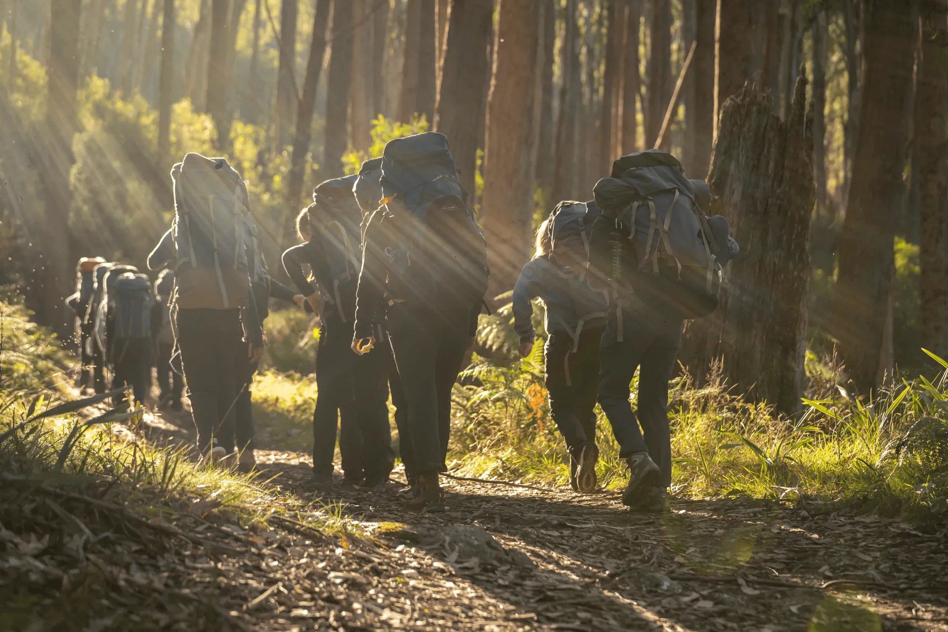 Group of hikers with large backpacks walking on a forest trail illuminated by sunlight rays.
