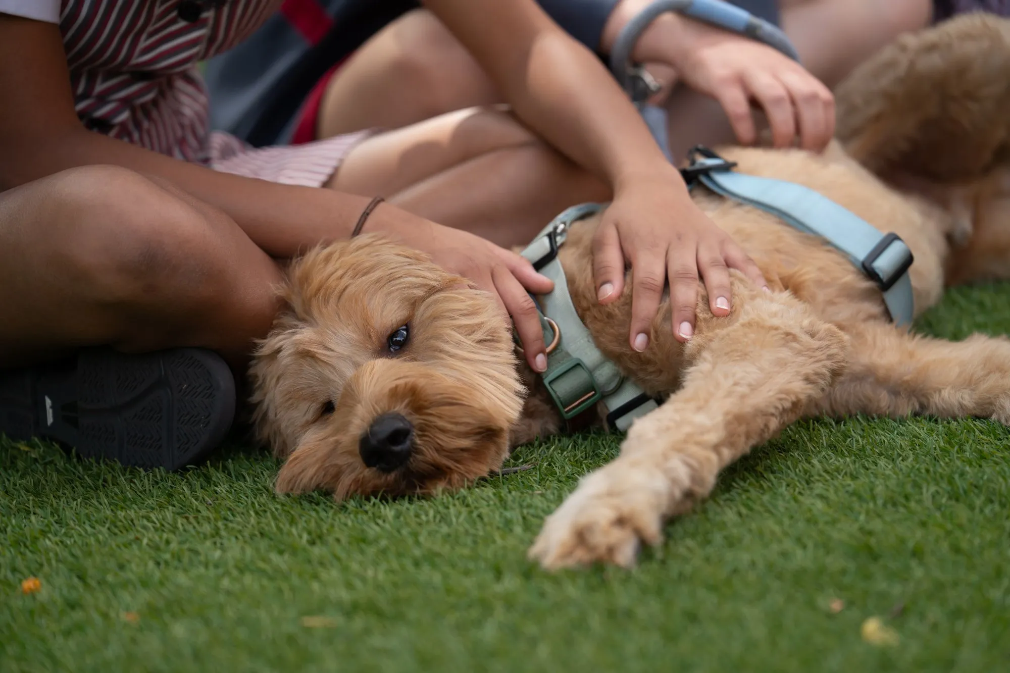 Lewis, one of Korowa's three Wellbeing Dogs