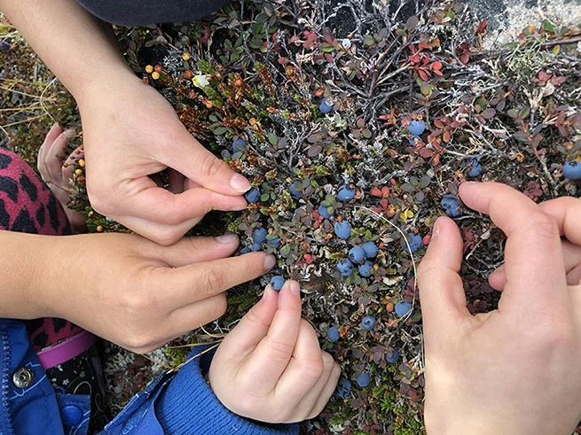 Hands of an adult and a child pick berries from a bush