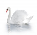 How Health Club Management is Like a Swan on a River