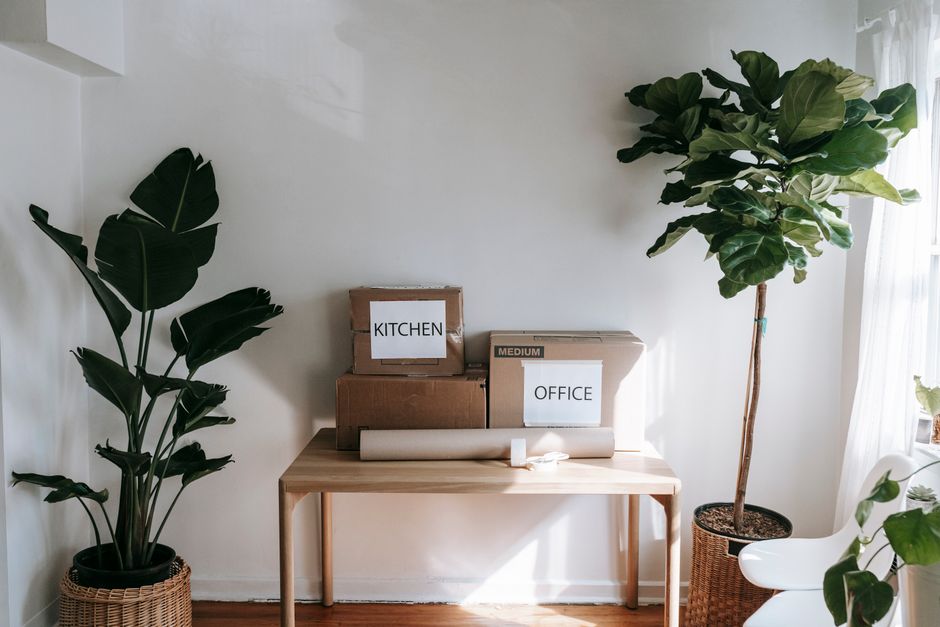 Moving Heavy Furniture And Houseplants Same Day