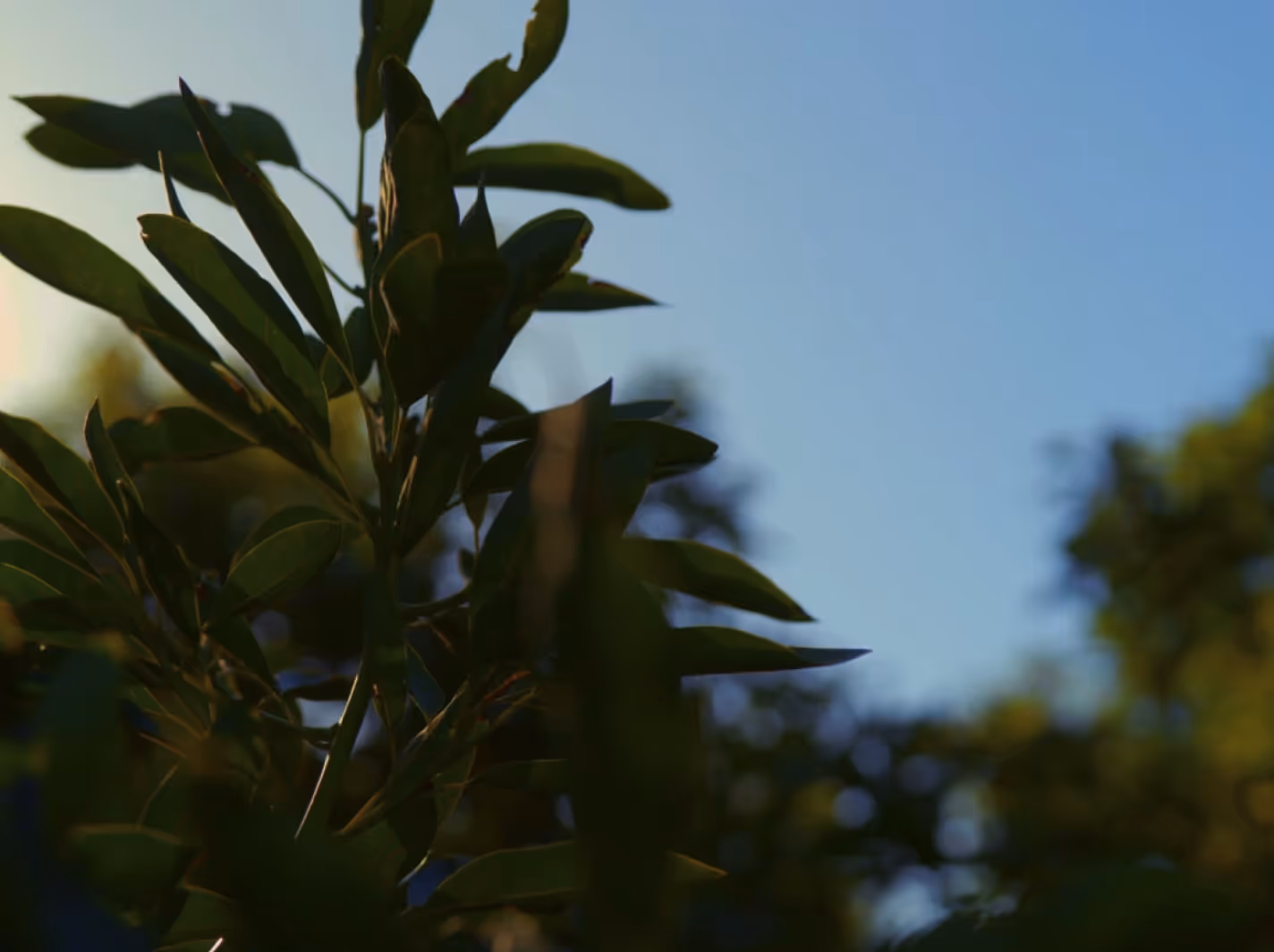 A close up of leaves against a bright blue sky. 