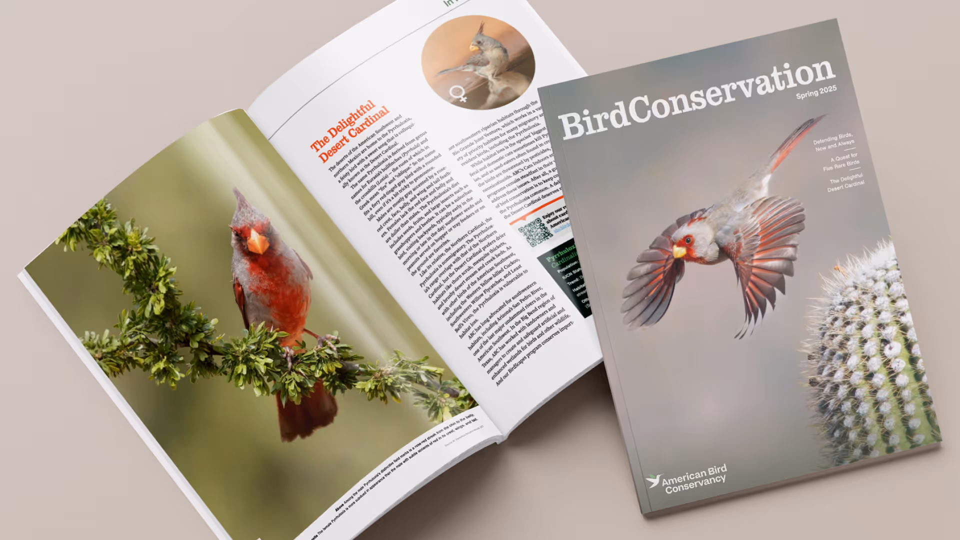 An open Bird Conservation magazine spread featuring the Delightful Desert Cardinal perched on a branch and flying near a cactus. 