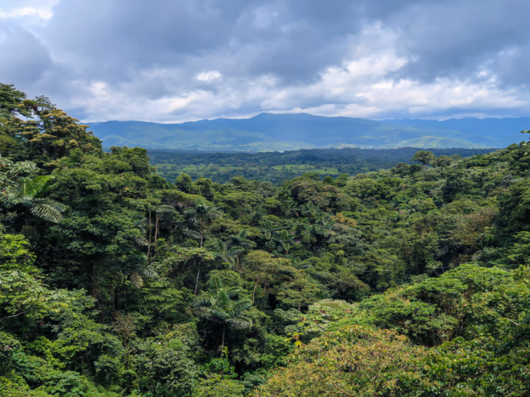 Dense tropical rainforest with tall trees under a cloudy sky and mountains in the distance.
