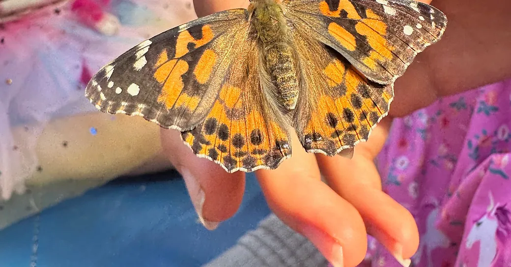 Observations in the Garden