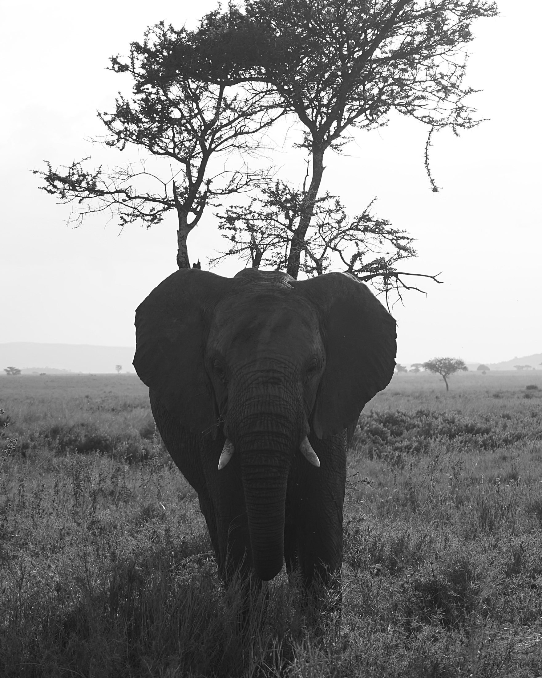 Elephant, Head-On