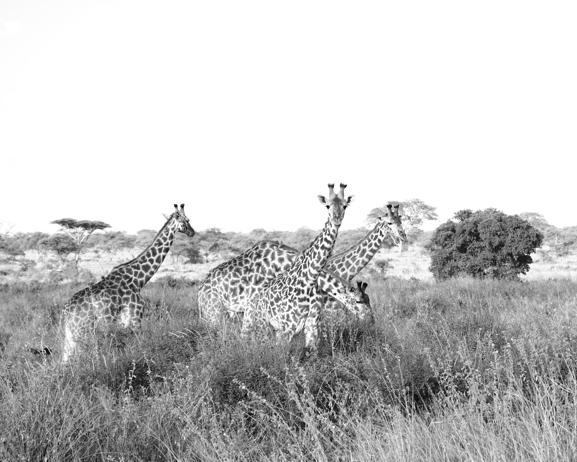 Giraffes on the Plain