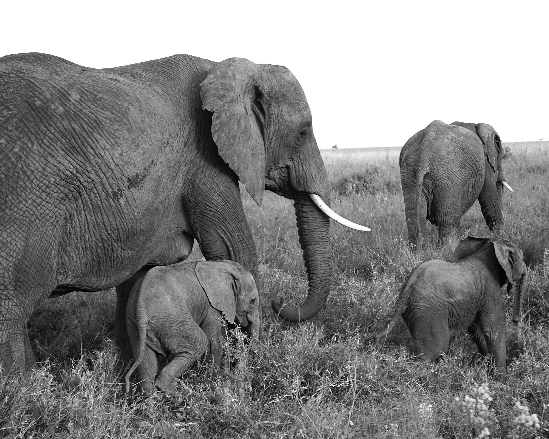 Elephant Herd