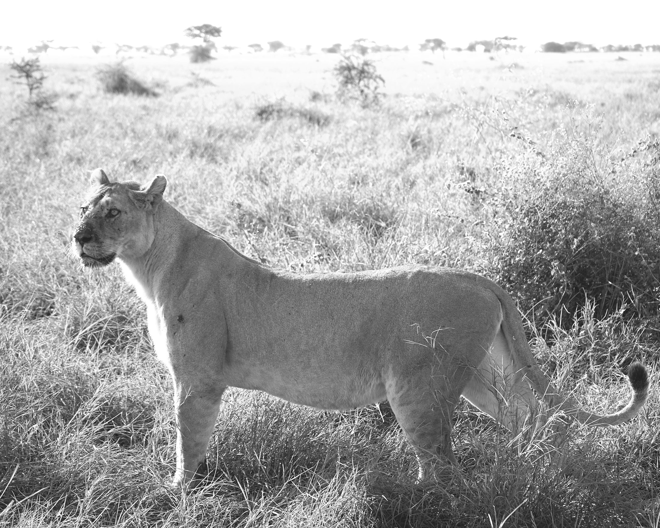 African Safari 2022 — Lioness