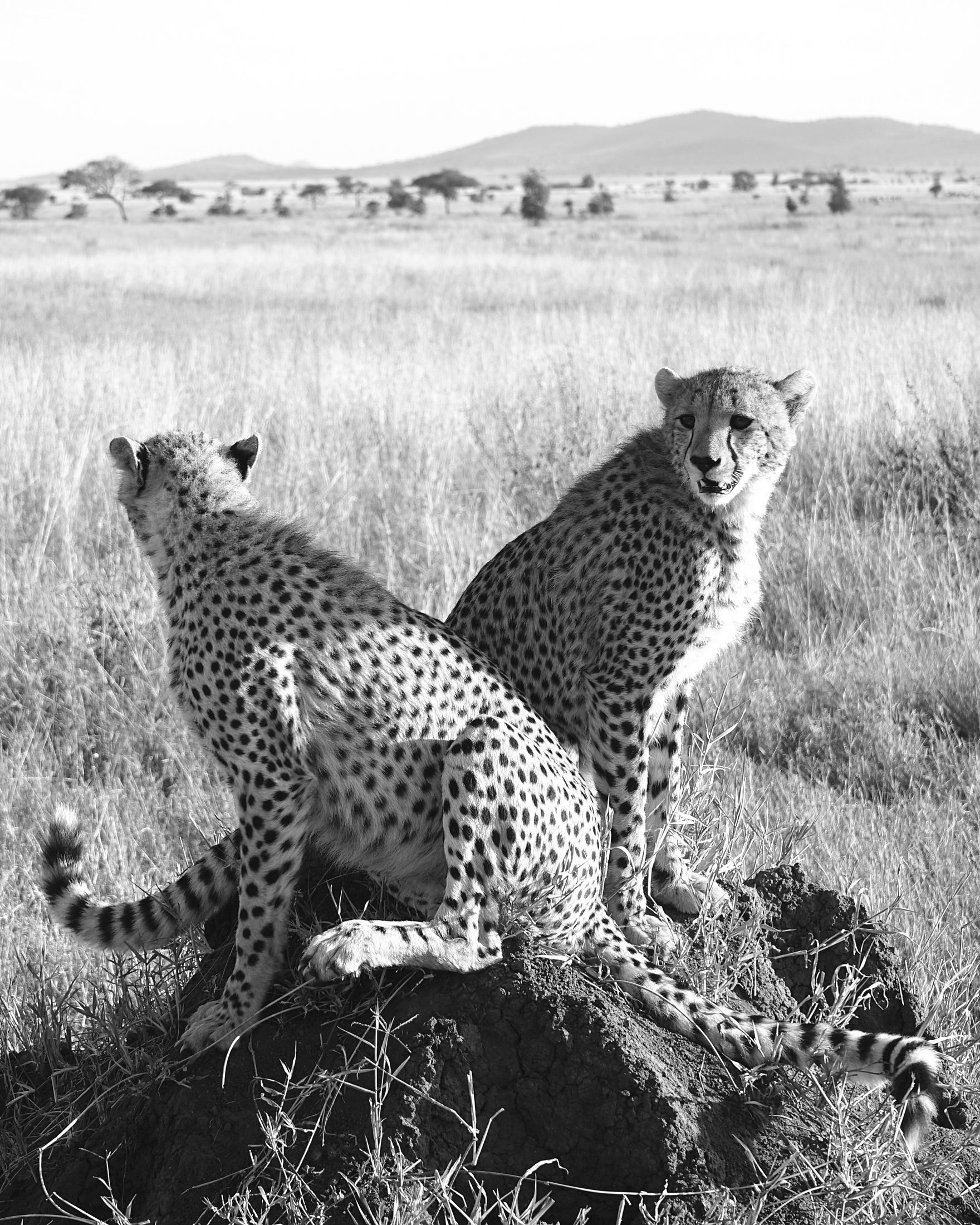 Cheetah Pair