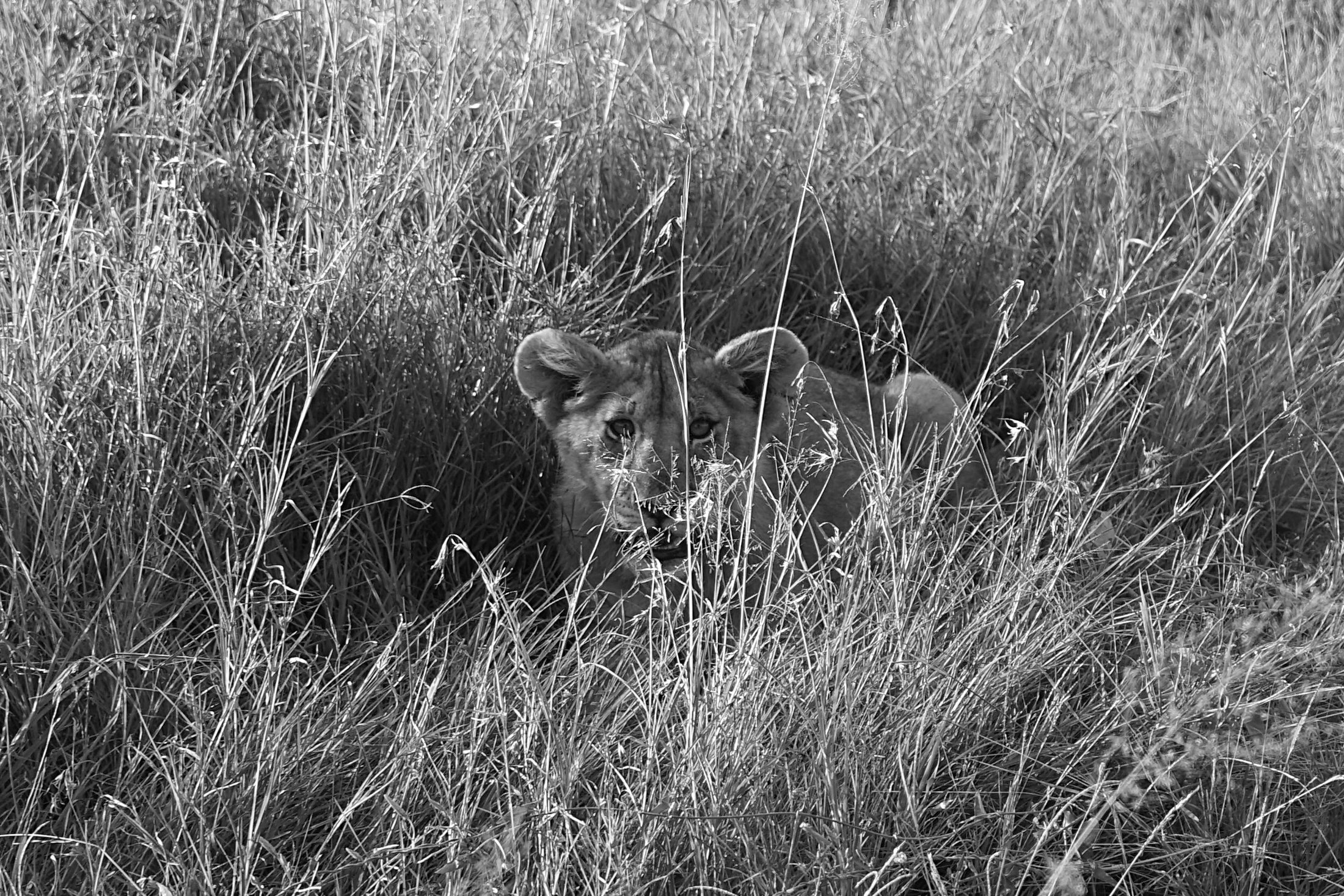 Lion Cub in the Grass