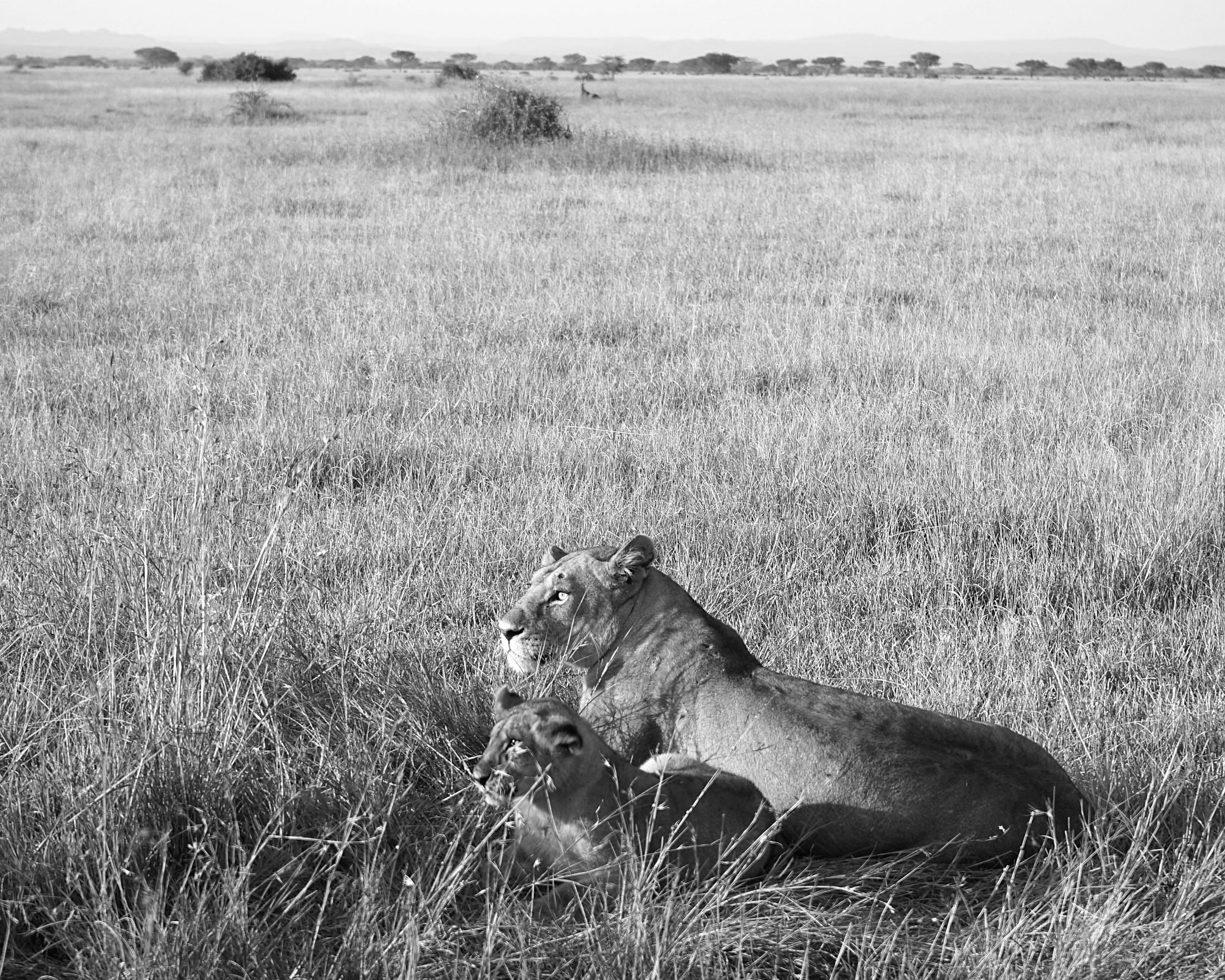 Lioness in the Grass
