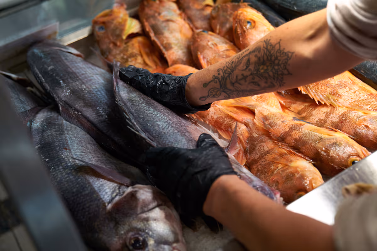 Person wearing black gloves arranging large fresh fish on ice with smaller orange fish in the background.