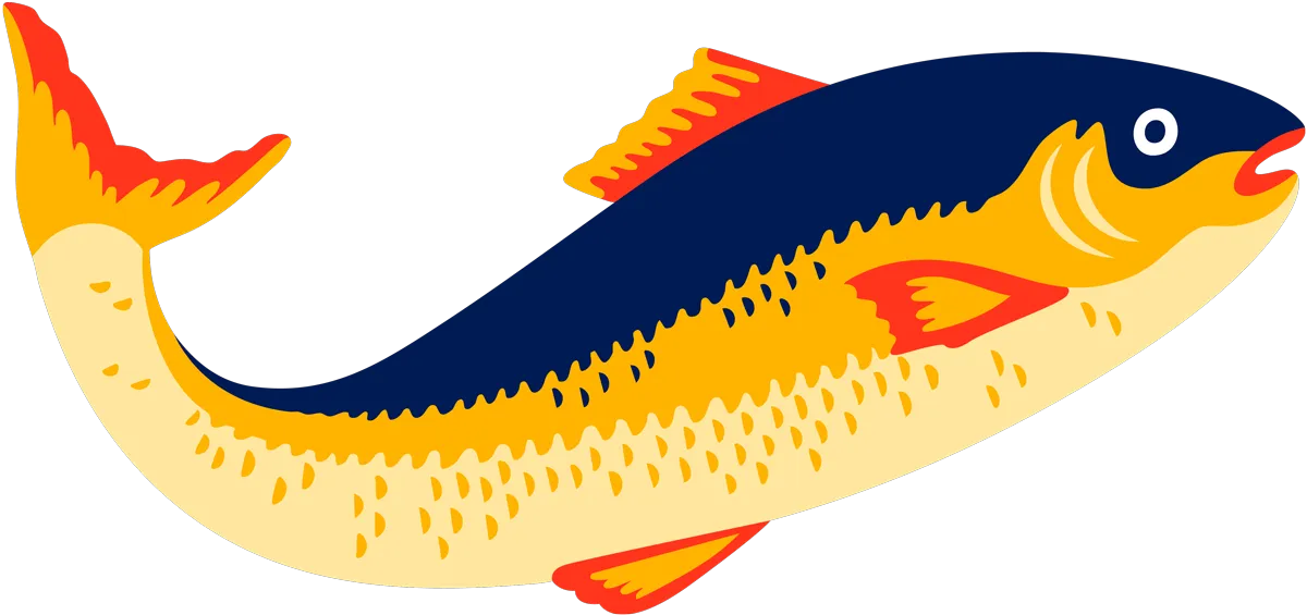 Illustration of a fish with a navy blue upper body, yellow and orange lower body, and red fins and tail.
