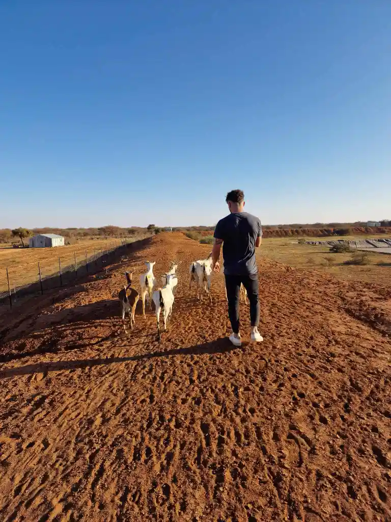 Person walking on dirt path with five goats under clear blue sky in a rural area.