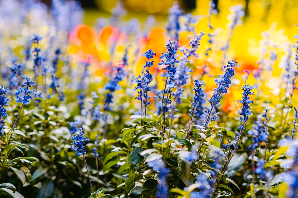 Blühende Frühlingsblumen