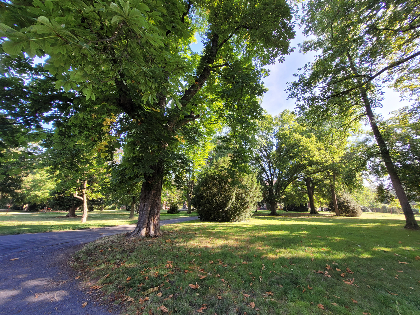 Wiese und Bäume im Bendorfer Stadtpark