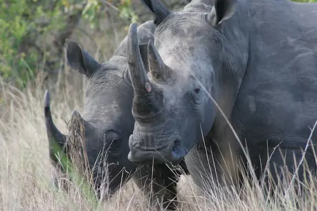 Two Southern white rhinos standing close together at Ziwa Rhino Sanctuary in Uganda