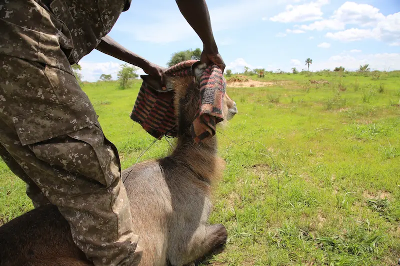 Ranger supporting a waterbuck after removing a snare 