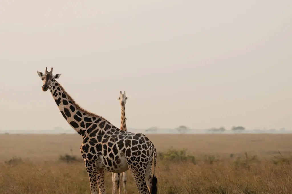 A pair of giraffe in Murchison Falls National Park, Uganda 