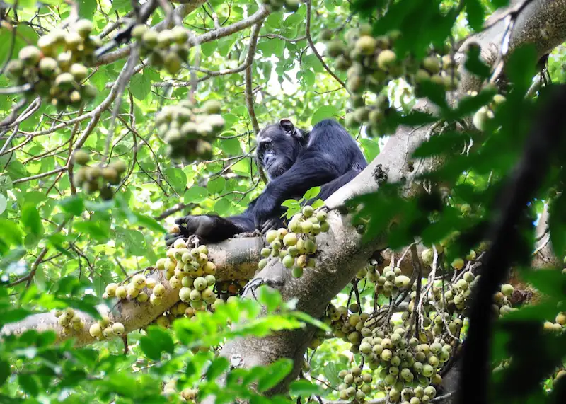 Chimp sat in tree in Kaniyo Pabidi Forest in Murchison Falls National Park 