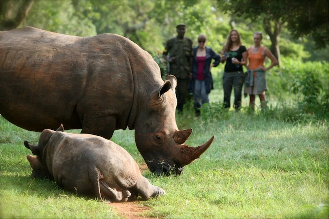 A mother rhino and her young calf at Ziwa Rhino Sanctuary in Uganda 