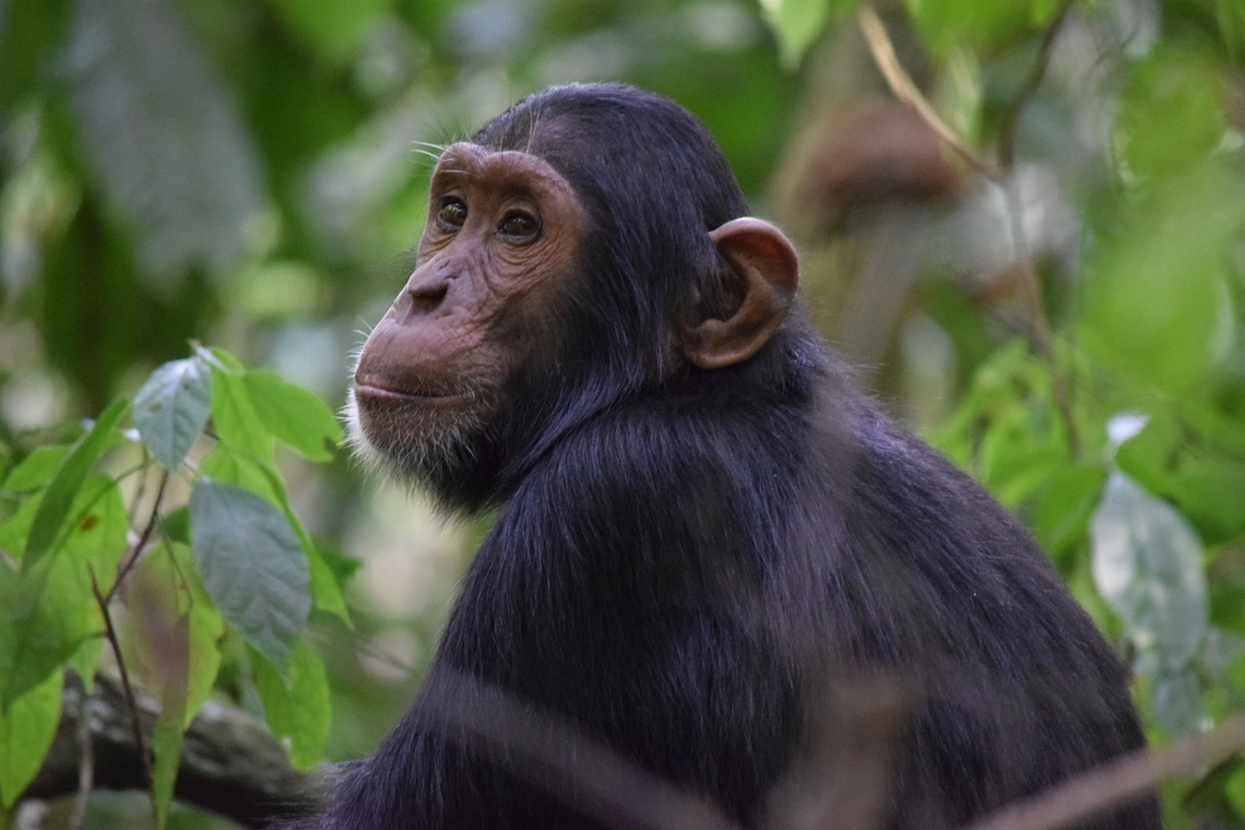 Chimps sitting in a tree in Kaniyo Pabidi Forest in Murchison Falls National Park