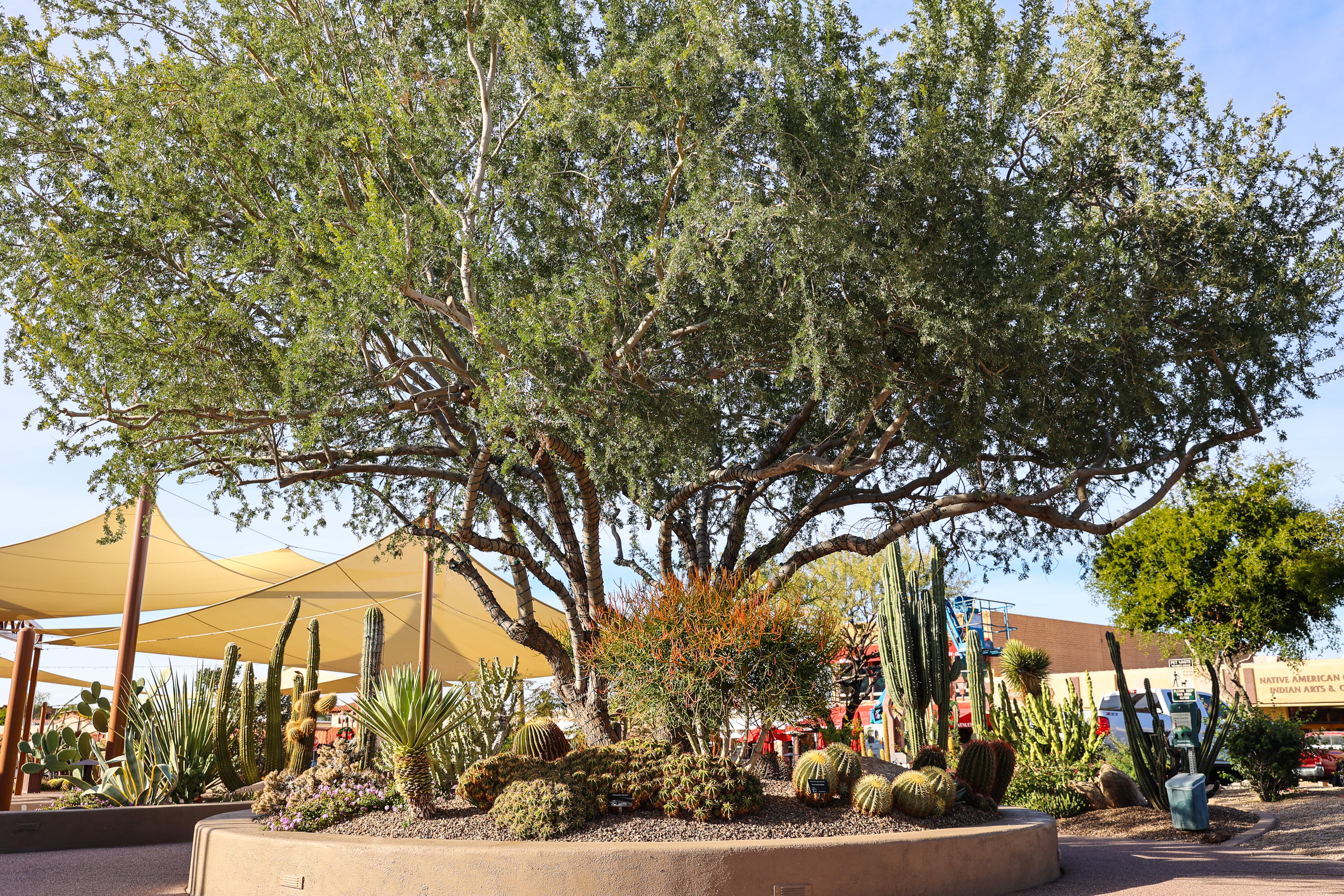 Desert botanical garden scene in Carefree, AZ with large mature mesquite tree, cacti, and shade sails, evoking Southwestern landscape near Metropolitan Plastic Surgery.