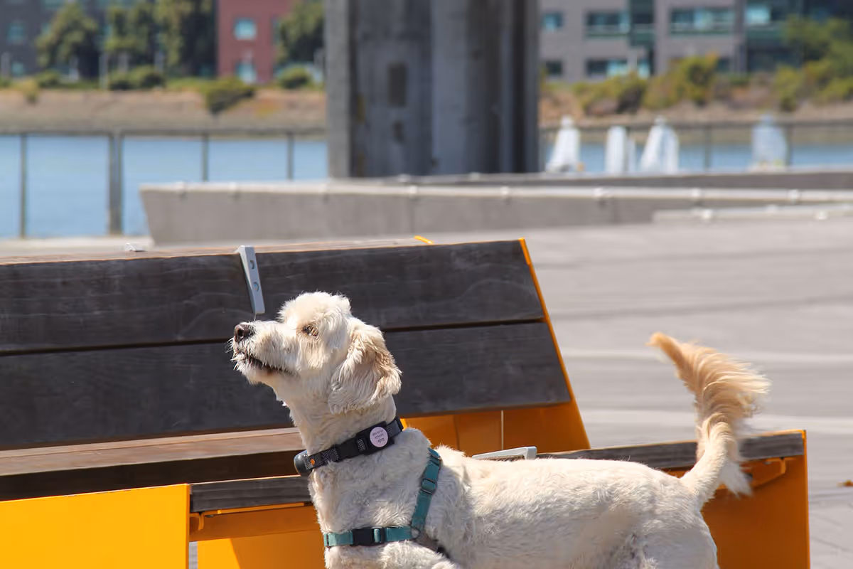 Caspian Brooklyn Basin Dog Friendly