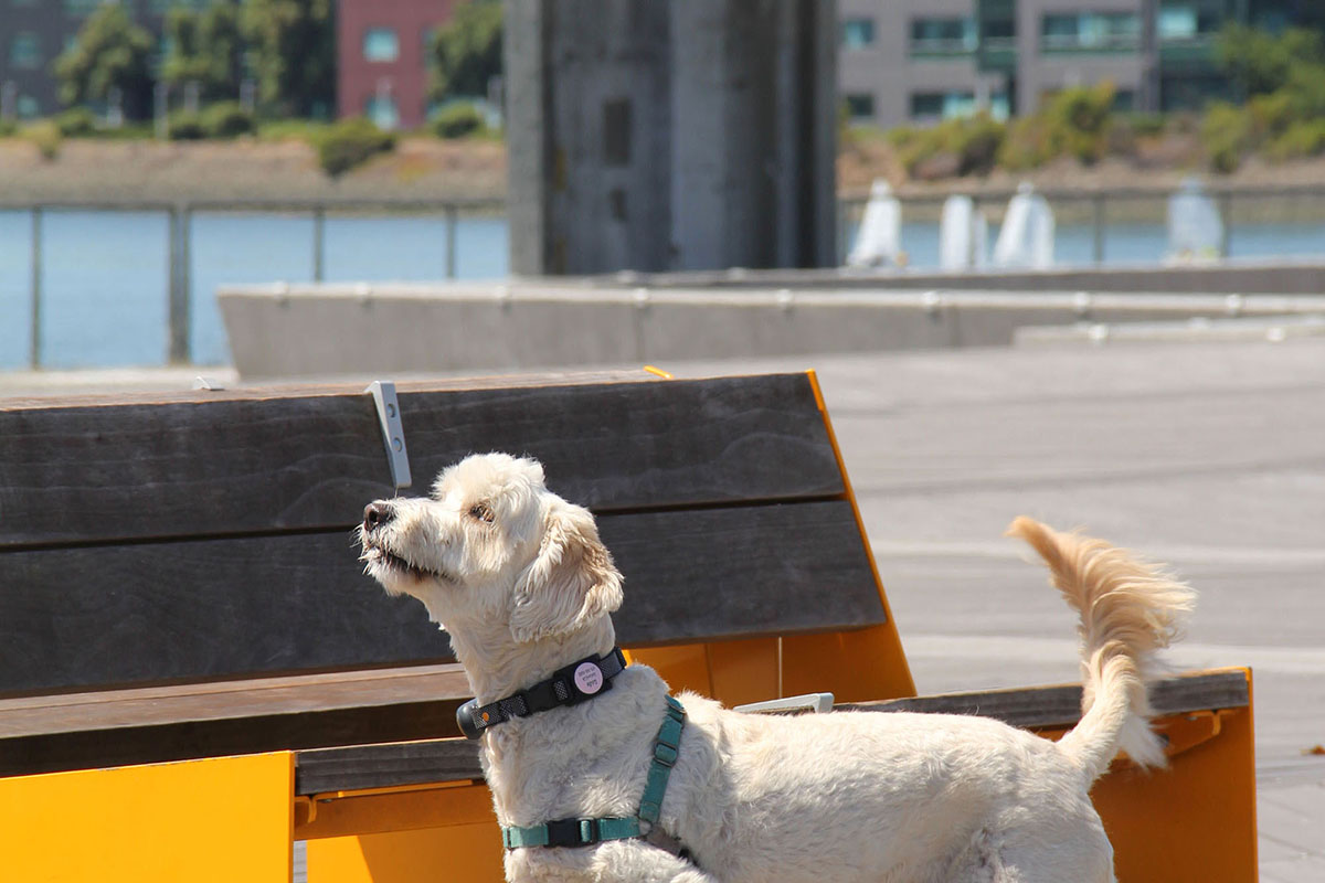 Caspian Brooklyn Basin Dog Friendly