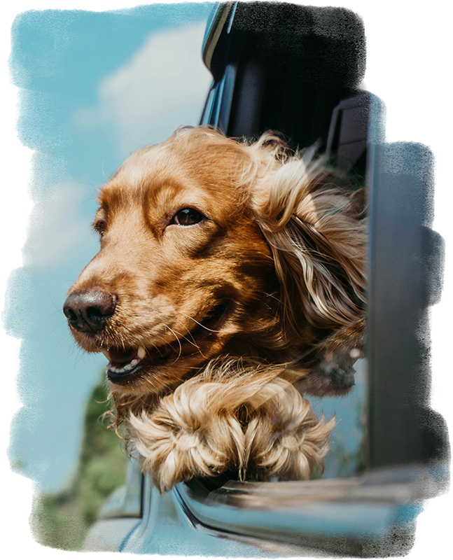 A happy dog with its head sticking out of a car window as they travel down the road