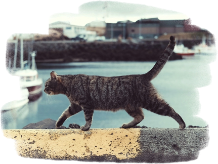 Tabby cat walking along a harbor wall with boats and water in the background.