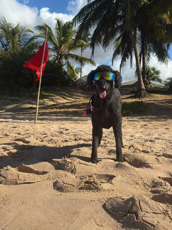 An illustration of a playful cat looking at a ball shaped like the world