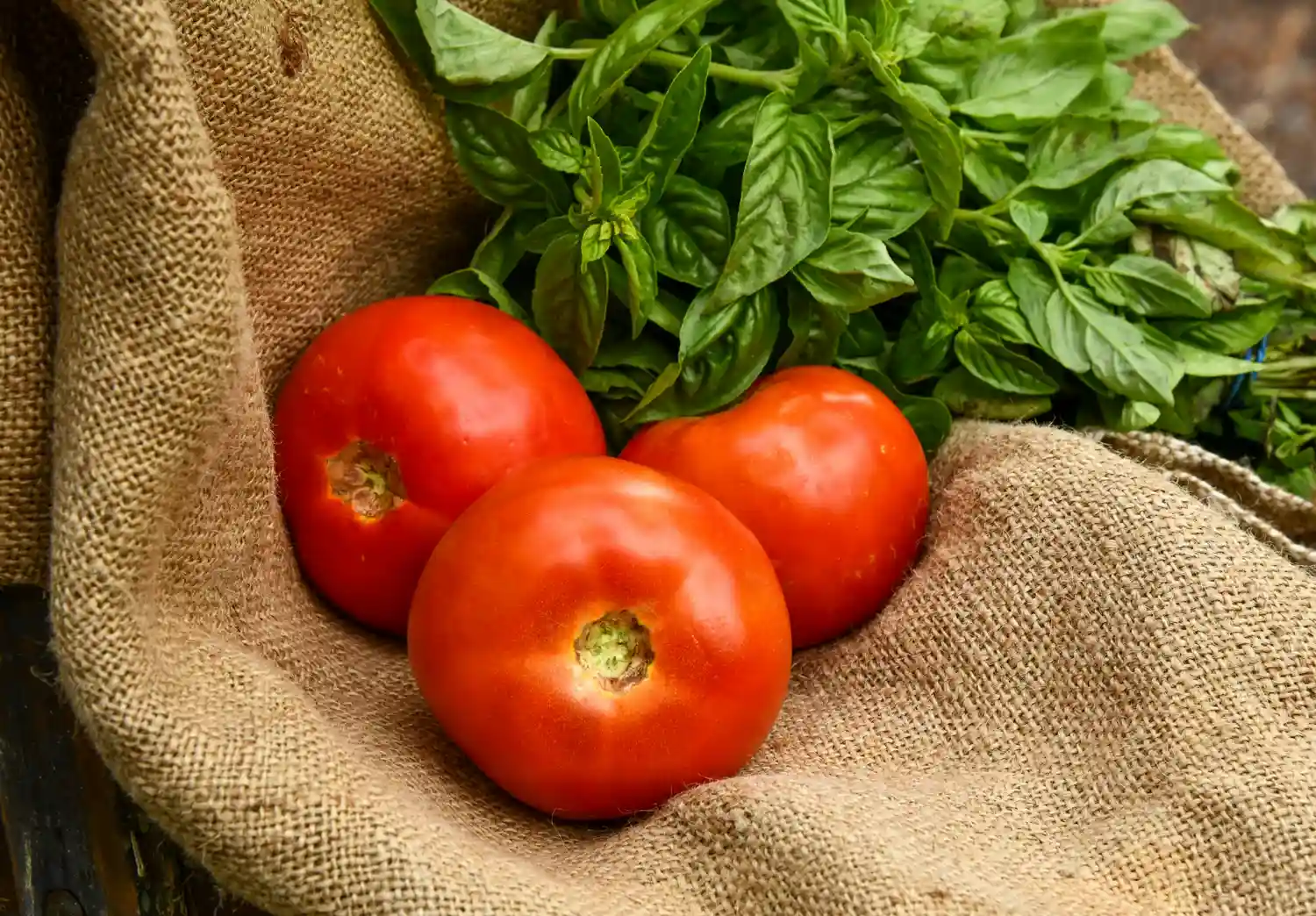 Tomatoes and Basil