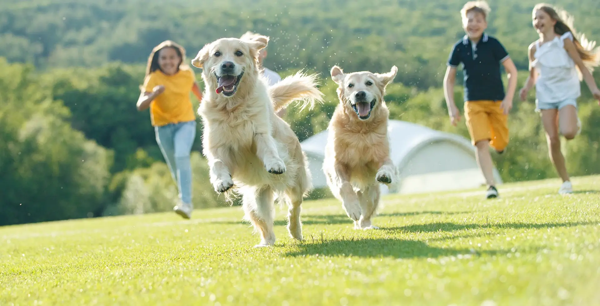 young kids and two dogs running through a grass field