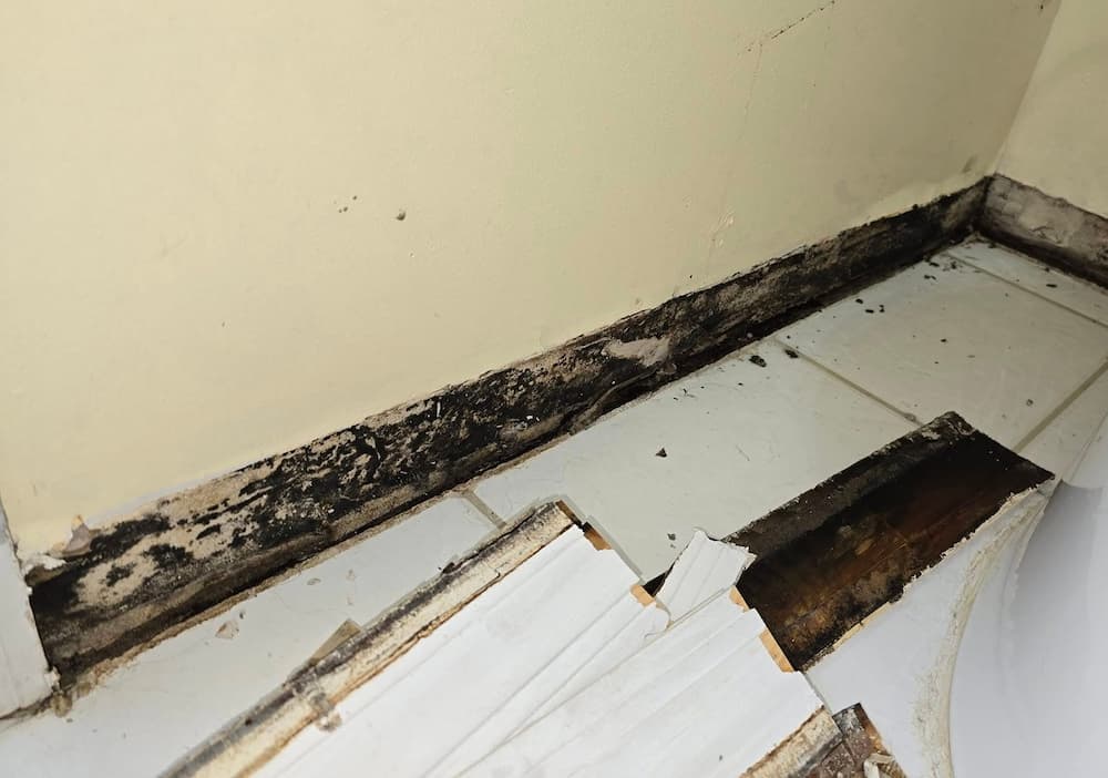Mold Removal