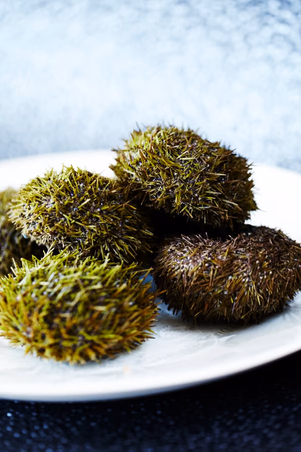 Fresh sea urchins arranged on a white plate