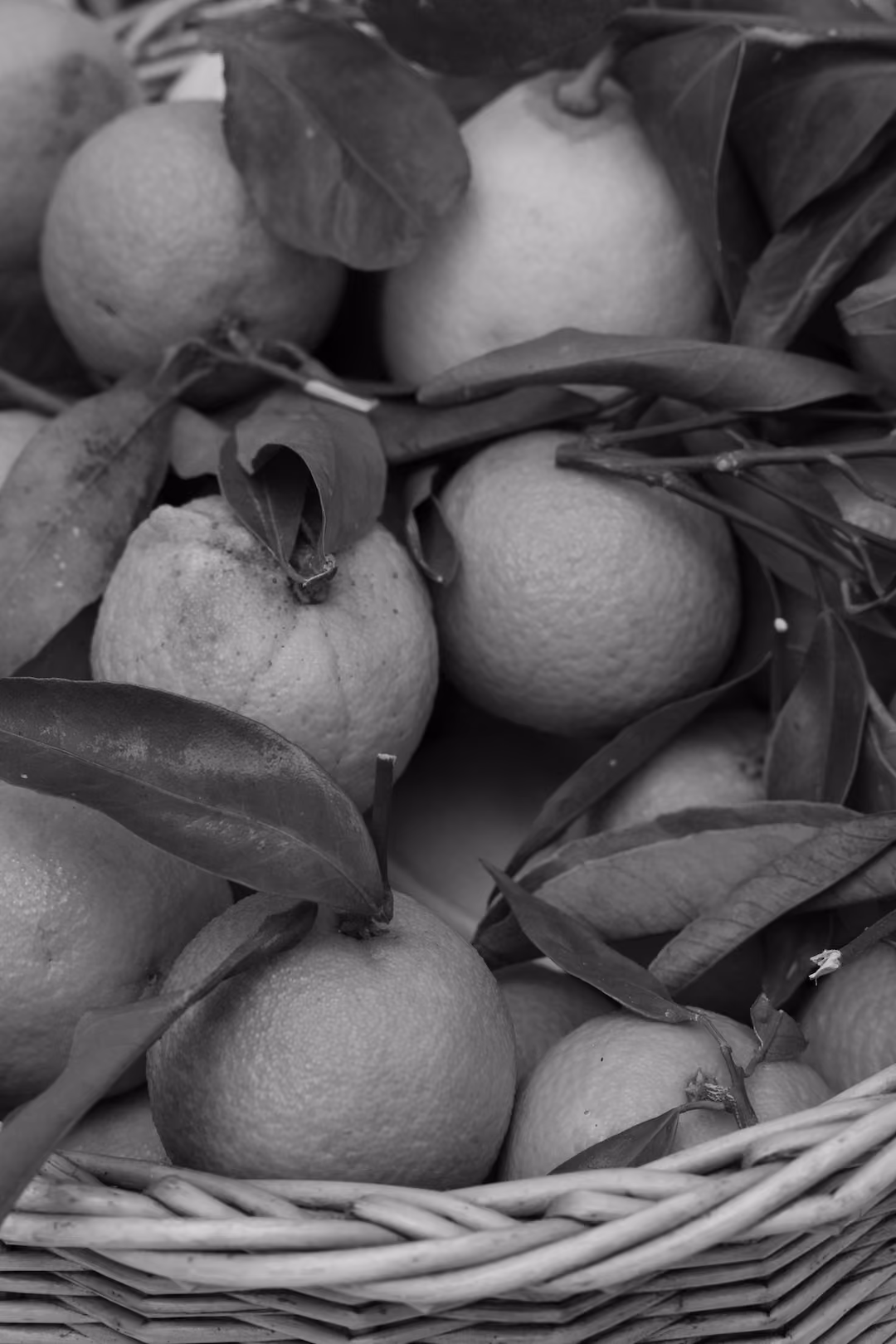 Black-and-white photo of a basket of citrus fruit with leaves
