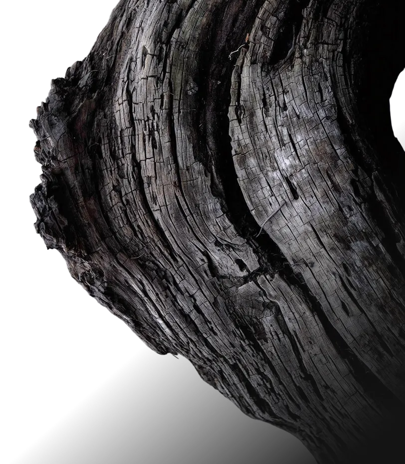 Zdjęcie drewna i jego tekstury