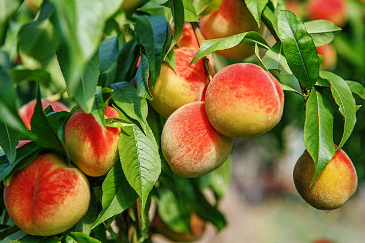 Why Your Fruit Tree Isn't Thriving (Hint: It's Pruning)