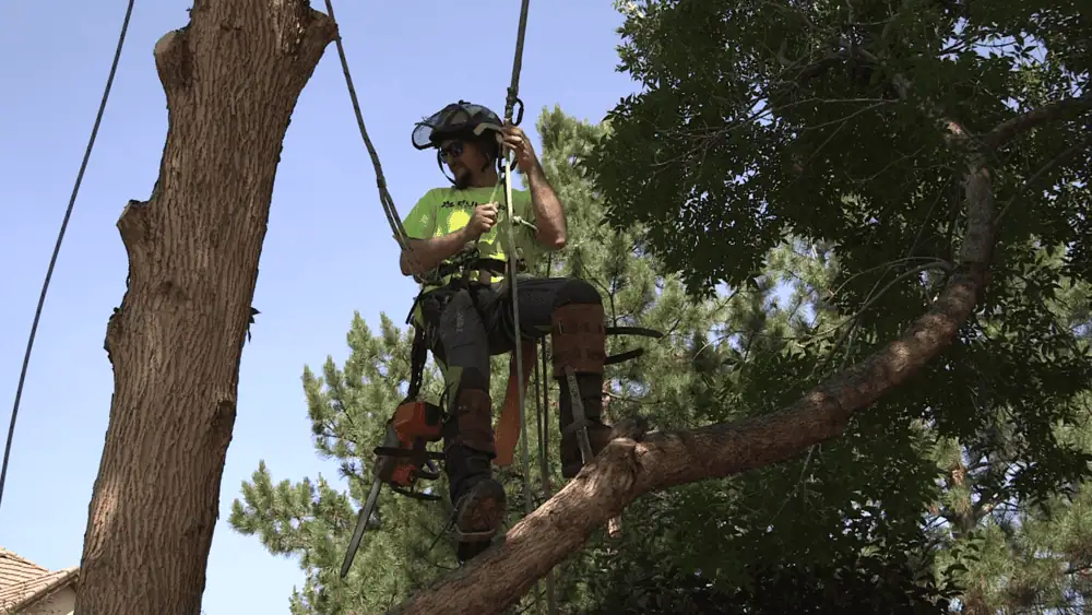 The Quiet Devastation: Uncovering the Impact of Mountain Pine Beetle in Colorado