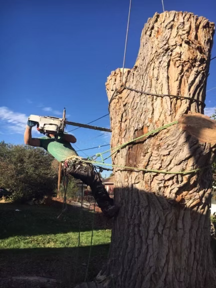 6 Keys for Tree Removal & Landscaping Near Me by Bullard Tree