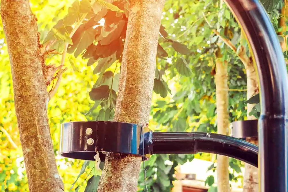 The Importance of Professional Tree Care in beautiful Boulder